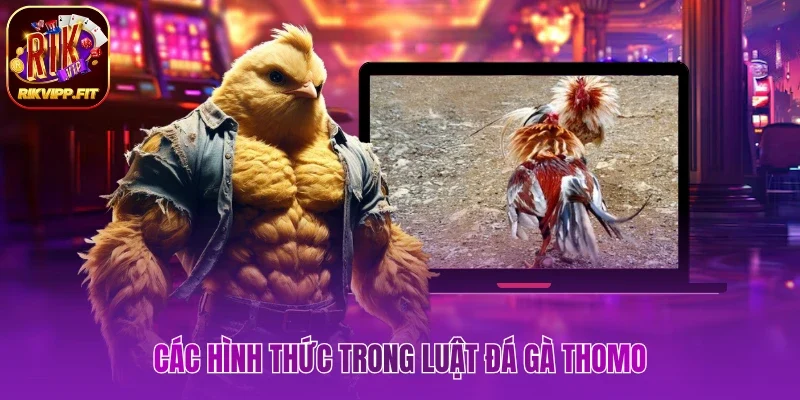 Chia sẻ đầy đủ hình thức trong luật đá gà Thomo